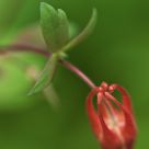 Columbine