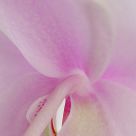 Orchid