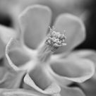 Columbine
