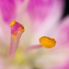 Flower Sex
