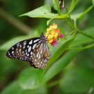 butterfly and flower