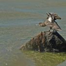 Preserving the salt marsh