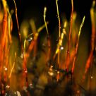 Drops On A Moss