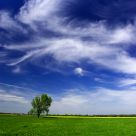 The lone tree