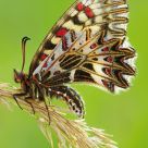 Zerynthia polyxena 2