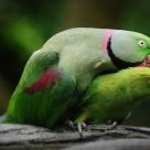 Parrot Mating