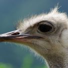 Ostrich Profile