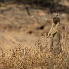 Yellow Mongoose