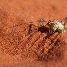 Armoured Ground Cricket