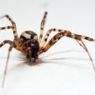 Small spider