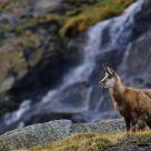 Chamois