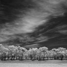 Clouds and trees