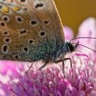 Butterfly in purple flower