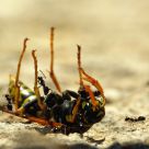 Wasp attaq