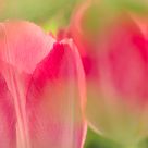 red tulips