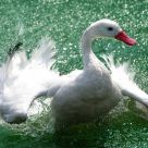 White Bird