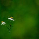 Simple is beautiful