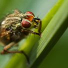Red eyes