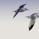 Two Gulls