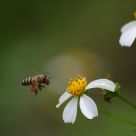 bee worker