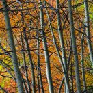 In a woodland