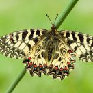 Zerynthia polyxena