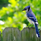 Blue Jay