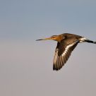 Grutto, Limosa limosa
