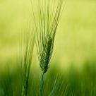 Green gold