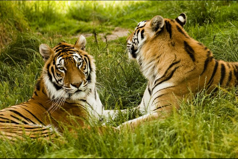 Two big cats