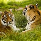 Two big cats