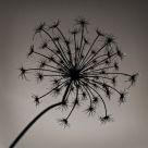 Organic Fireworks