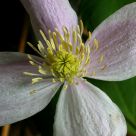 Heart of flower