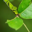 Green of nature