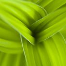 Green and curves...