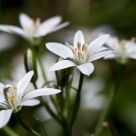 Starry White