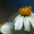 Beautiful flowers