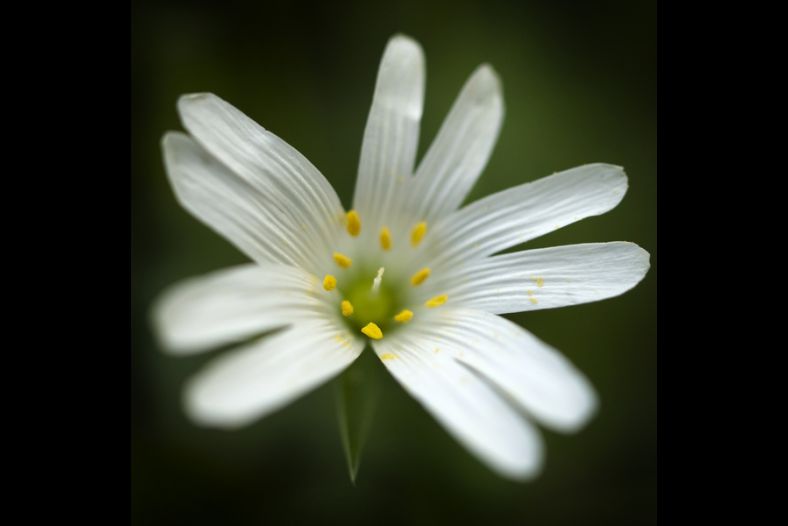 White Wild Flower