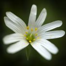 White Wild Flower