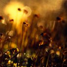 From The Forest Floor III