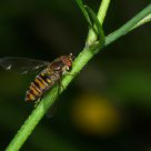 A worker Bee