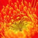 Hot Red Orange