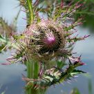 Thistle