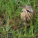 American Bittern