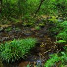 Woodland