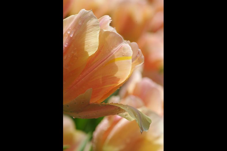 Light & Tulip