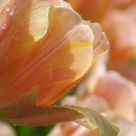 Light & Tulip