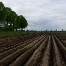 potato field