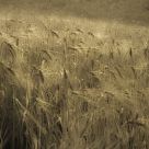 Grain field
