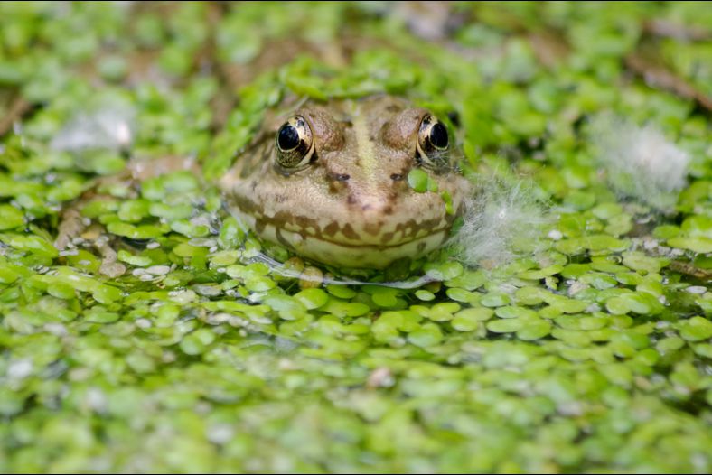 Frog Wearing Makeup
